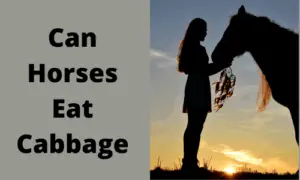 Can Horses Eat Cabbage