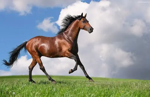 Best Horse Breeds For Riding