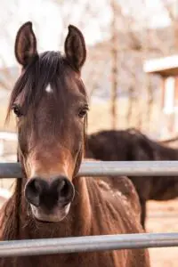 How To Provide Basic Horse Care, 3 Key Tips