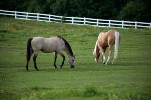 Is It Expensive To Own A Horse?