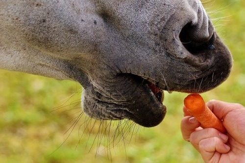 What Should Horses Eat: Fruits or Vegetables?