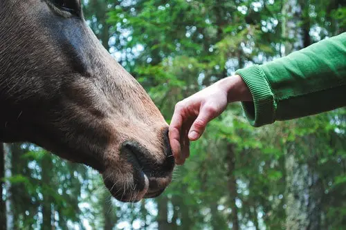 8 Sure Ways On How To Approach A Horse For The First Time