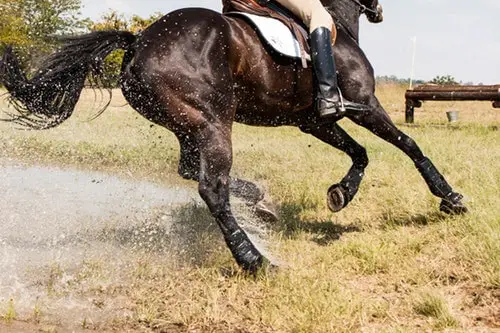 14 Important Qualities of a Good Horse rider
