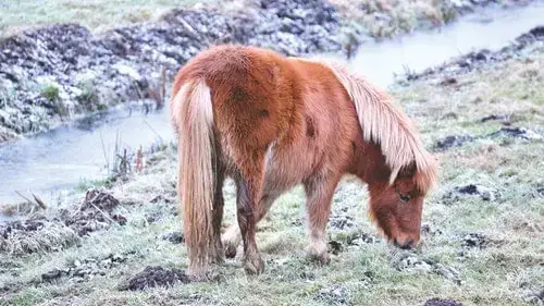 What Do Wild Horses Eat In The Desert Horse Riding Hq