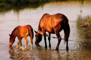 How Long Can A Horse Go Without Water Horse Riding Hq