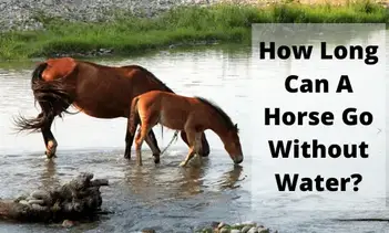 How long can horse live without food