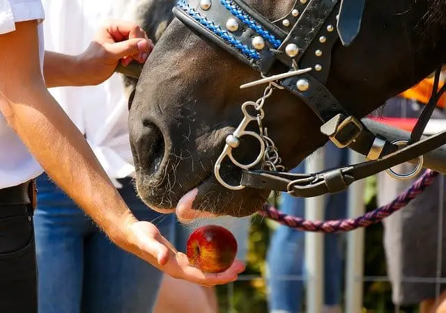 Best Treats To Feed A Horse
