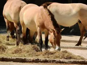 Tips For Feeding Your Horse With Grains