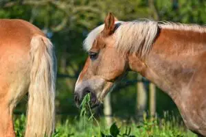 Can Horses Survive On Grass Alone