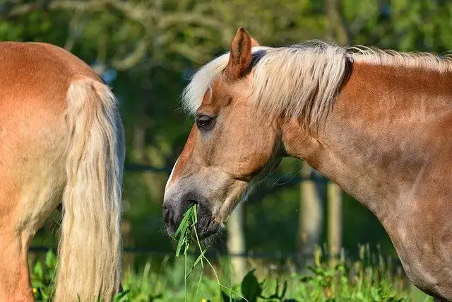 Can Horses Survive On Grass Alone 5 Tips For Feeding