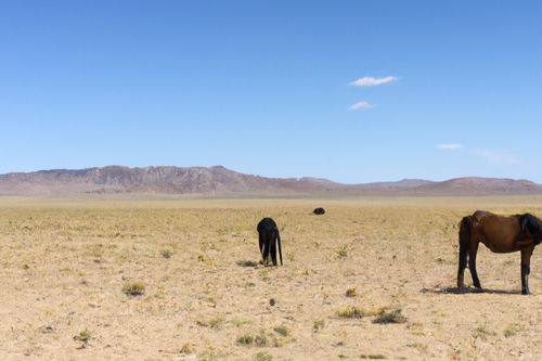 Wild Horses Eat In The Desert?