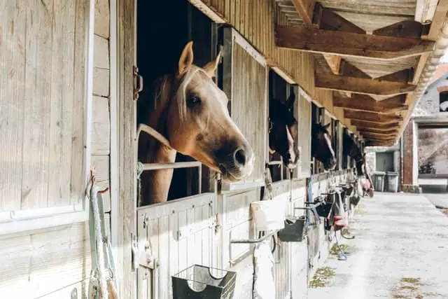 10 Mistakes People Make While Buying Their First Horse