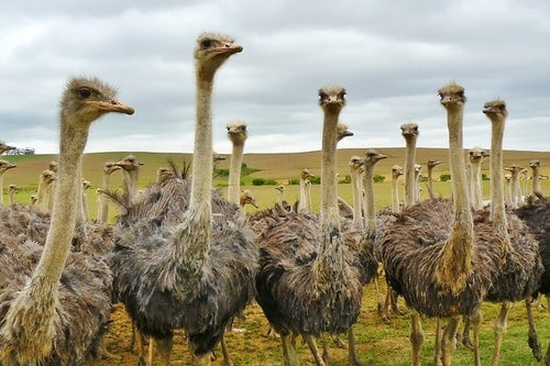 Can ostriches run faster than horses?