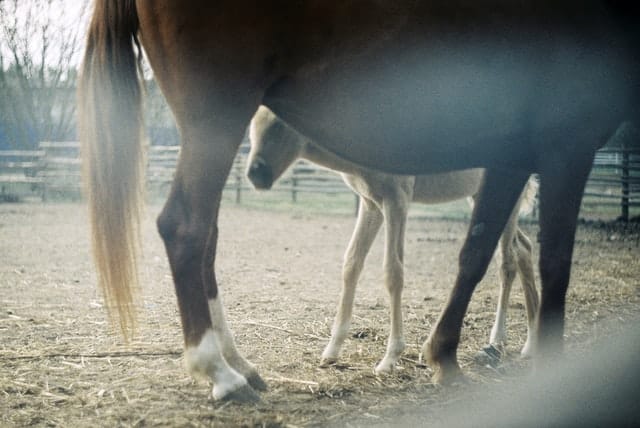 Hind Leg Problems in Horses