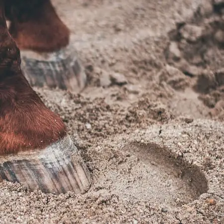 Can a Horse with Navicular be Ridden?