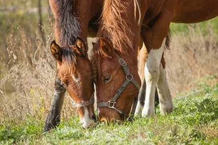 Ragwort Plant kills horses