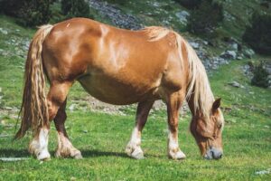 Fun facts about Shire Horses
