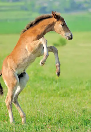 How high a horse can jump