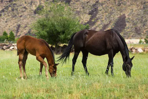 Quarter Horse vs Thoroughbred – Key Differences