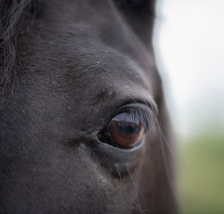 Horse Eye Infections and Injuries in Horses