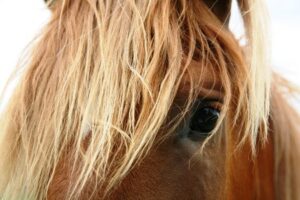 Horse Eye Infections and Injuries in Horses