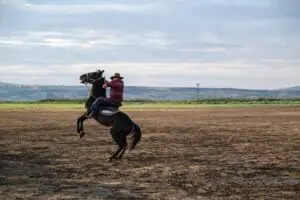 How Far Can A Horse Travel In A Day?