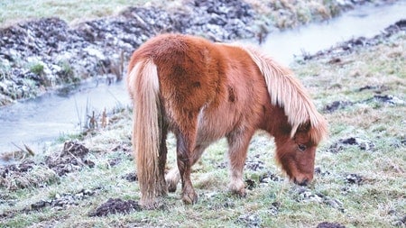 Is A Pony The Same As A Miniature Horse?