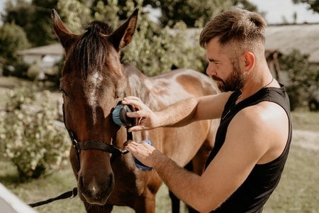 Best Grooming Kits for Horses
