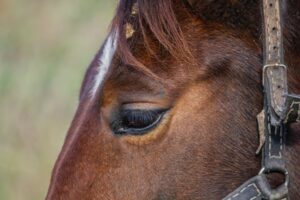 Does Beer Help Colic in Horses?
