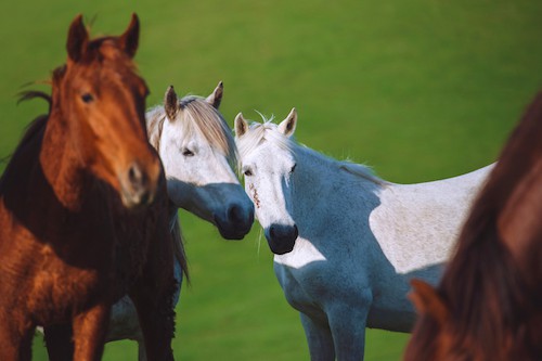 Quarter Horse vs Thoroughbred – Key Differences