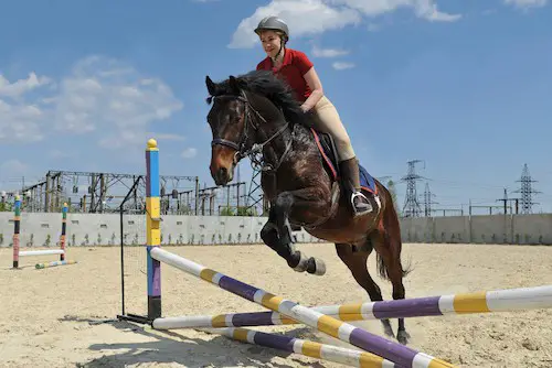 How high a horse can jump