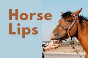 Horse Lips