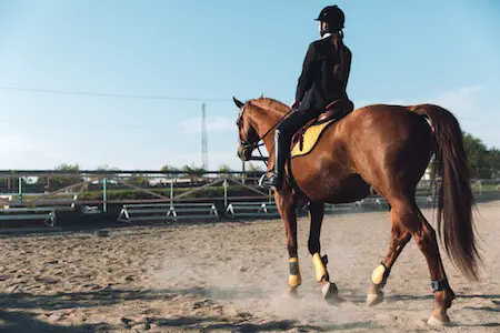 Best Leg Wraps for Horses