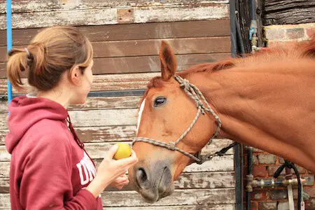 Can Horses Eat Applesauce