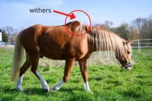 Horse Withers, What to Know