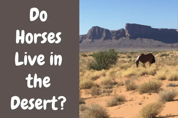 Do Horses Live in the Desert?