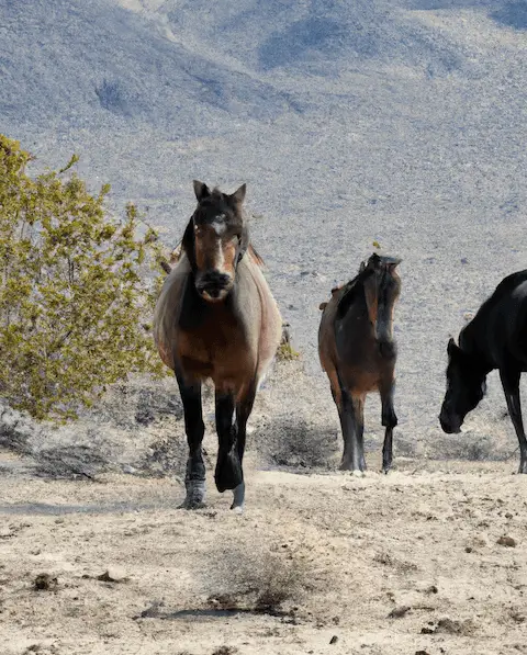 Do Horses Live in the Desert?